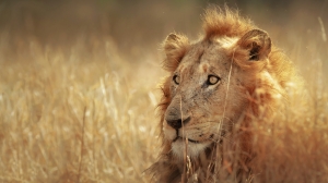 Lion in grassland