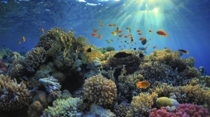 Underwater view